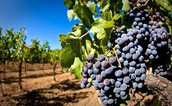 2017年波爾多葡萄酒數量和質(zhì)量都將大不同